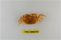 藏品(南澳澤蟹)的圖片